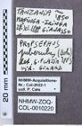 Etiketten zu Propsephus limbatipennis (NHMW-ZOO-COL-0010220)